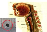 Runde &Ouml;ffnung am Westchor des Trierer Doms, als Luftr&ouml;hre mit Stimmband, Bild 4